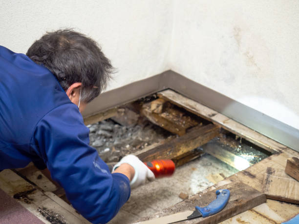 Best DIY Mold Remediation Support Services in Logan, OH