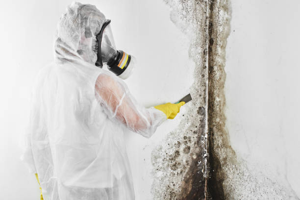 Best Kitchen Mold Remediation in Logan, OH