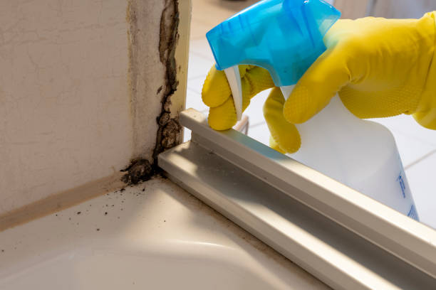 Best Mold Remediation for Schools in Logan, OH