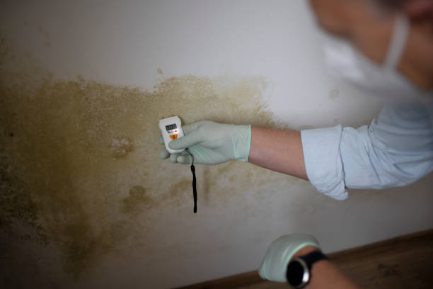 Best Mold Remediation for Specific Building Types in Logan, OH