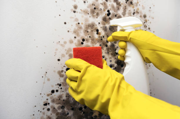 Best Localized Mold Remediation (e.g., coastal areas, humid climates) in Logan, OH