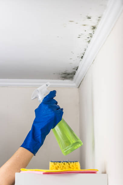 Best HVAC Mold Remediation in Logan, OH