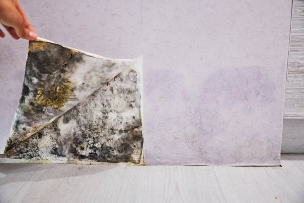 Best Commercial Mold Remediation in Logan, OH